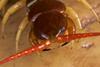 Giant centipede (Scolopendra subspinipes)