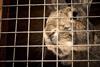 Rabbit in a cage